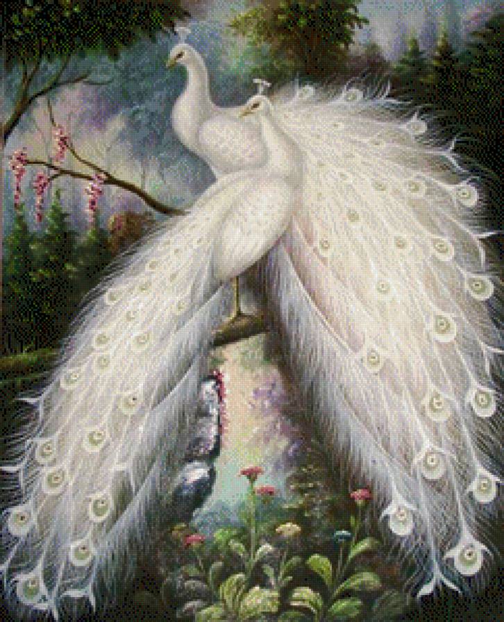 белые красавцы - животные, павлины - предпросмотр