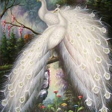 белые красавцы