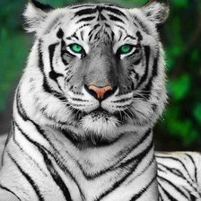 Схема вышивки «Amursk tiger»