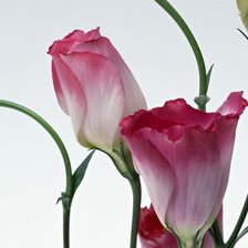 Схема вышивки «tsveti»