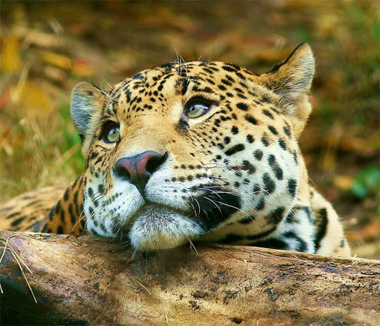 Ягуар - оригинал