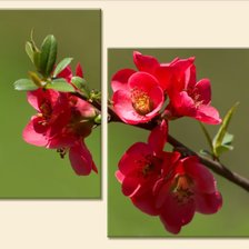 Схема вышивки «цвет»