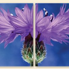 Схема вышивки «цветок»