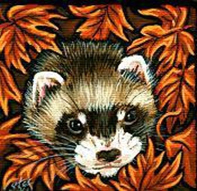 Хорёк в осенних листьях - хорьки, животные, листья, осень, хищник, хорек - оригинал