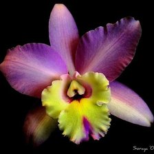 Схема вышивки «орхидея»