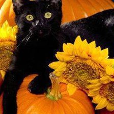 Схема вышивки «хэлоуинский кот»