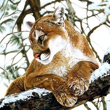 Схема вышивки «Пума»