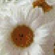 Предпросмотр схемы вышивки «натюрмотр, ромашки» (№601732)