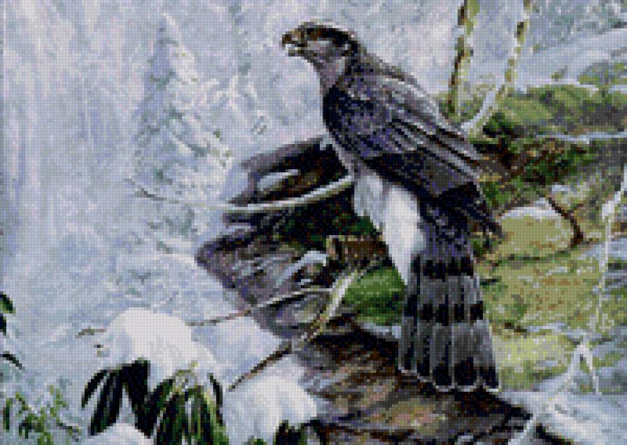 хищная птица - ястреб, зима, ель, хищник, скала, птица - предпросмотр