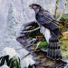 Схема вышивки «хищная птица»