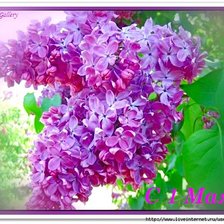 Схема вышивки «сирень»