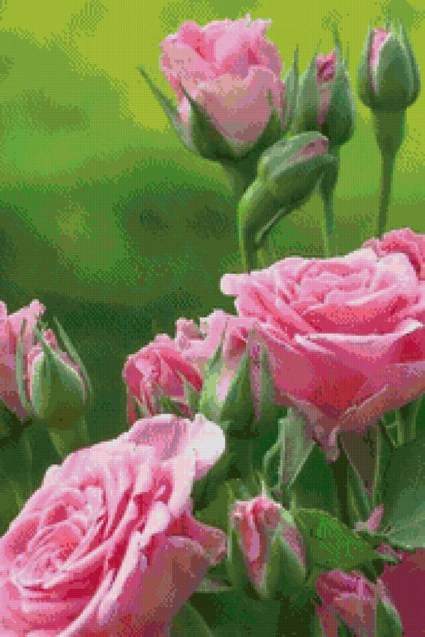 Розовые розы - цветы, розы - предпросмотр