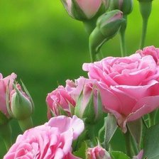 Схема вышивки «Розовые розы»