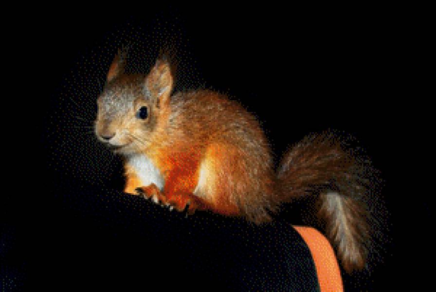 бельченок - белки, животные - предпросмотр