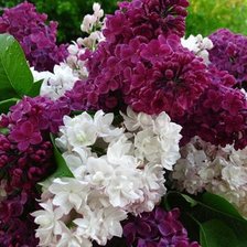 Схема вышивки «№602374»