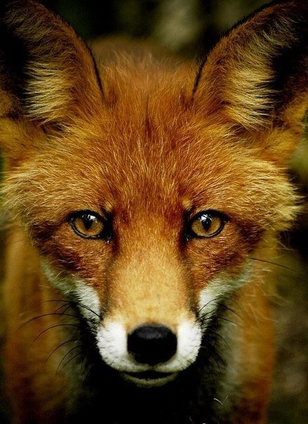 №602447 - лиса, животное, зверь - оригинал