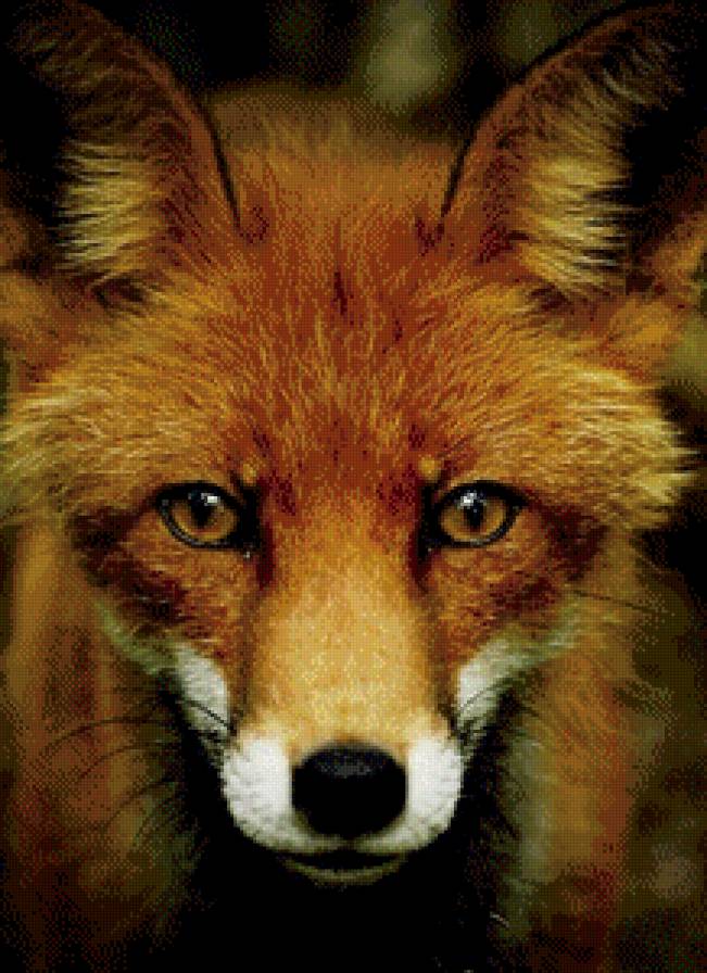 №602447 - животное, зверь, лиса - предпросмотр