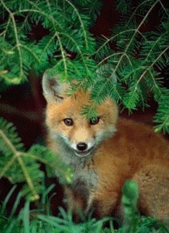 №602449 - лиса, лисенок - предпросмотр