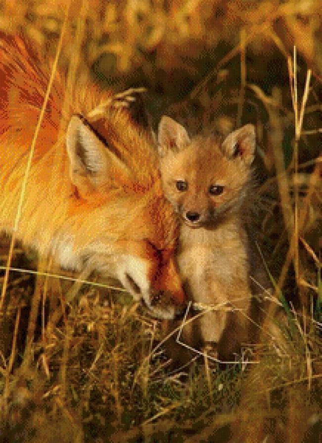 №602451 - лисы - предпросмотр