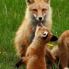 Схема вышивки «№602452»