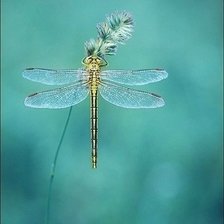 Схема вышивки «№602459»