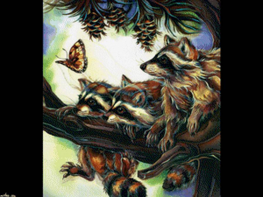 Еноты с бабочкой - бабочка, енот, животные - предпросмотр