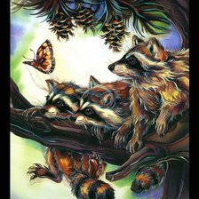 Еноты с бабочкой