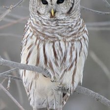 Схема вышивки «Сова»