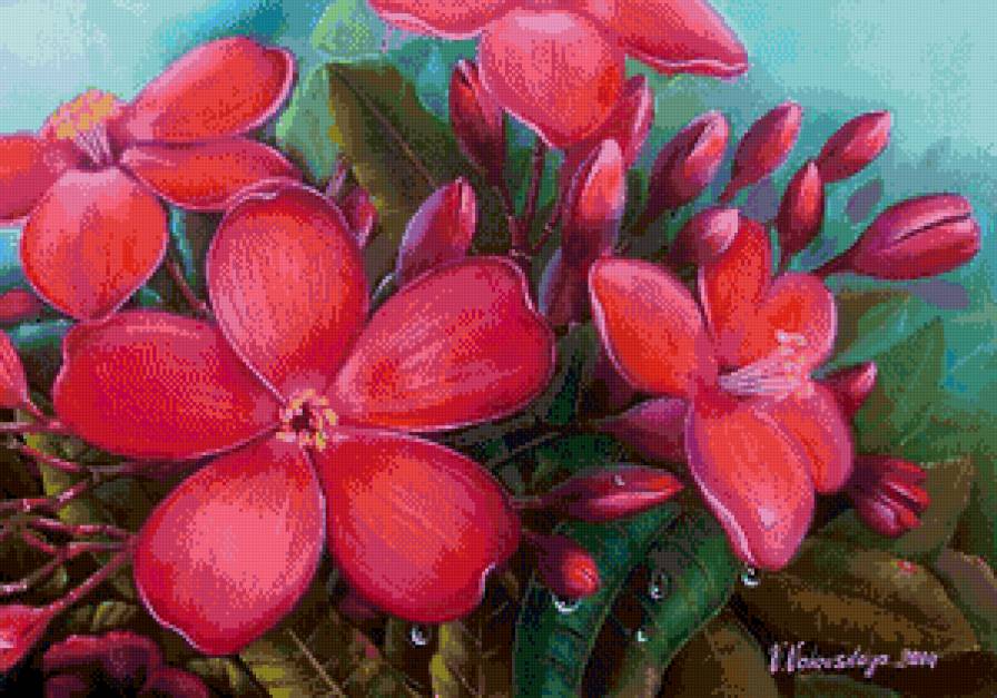 плюмерия - цветы, плюмерия - предпросмотр