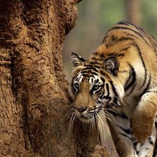 Схема вышивки «на охоте»