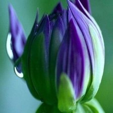 Схема вышивки «№602862»