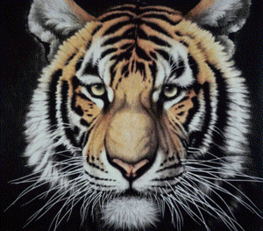 тигр - тигры, хищник, тигр - предпросмотр