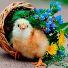 Схема вышивки «ципленок»