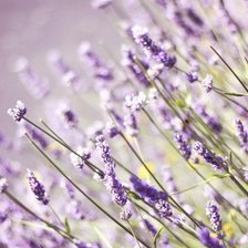 Схема вышивки «цветы»