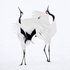 Схема вышивки «Журавли»