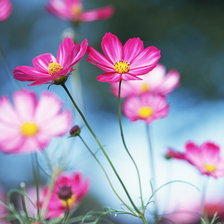 Схема вышивки «цветы»