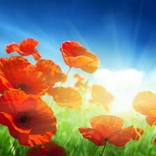 Схема вышивки «маки»