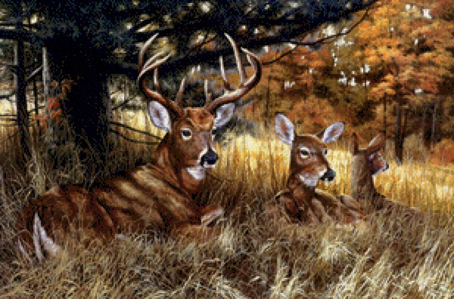 оленье семейство - олени, животные - предпросмотр