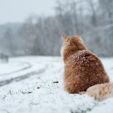 Схема вышивки «Лев»