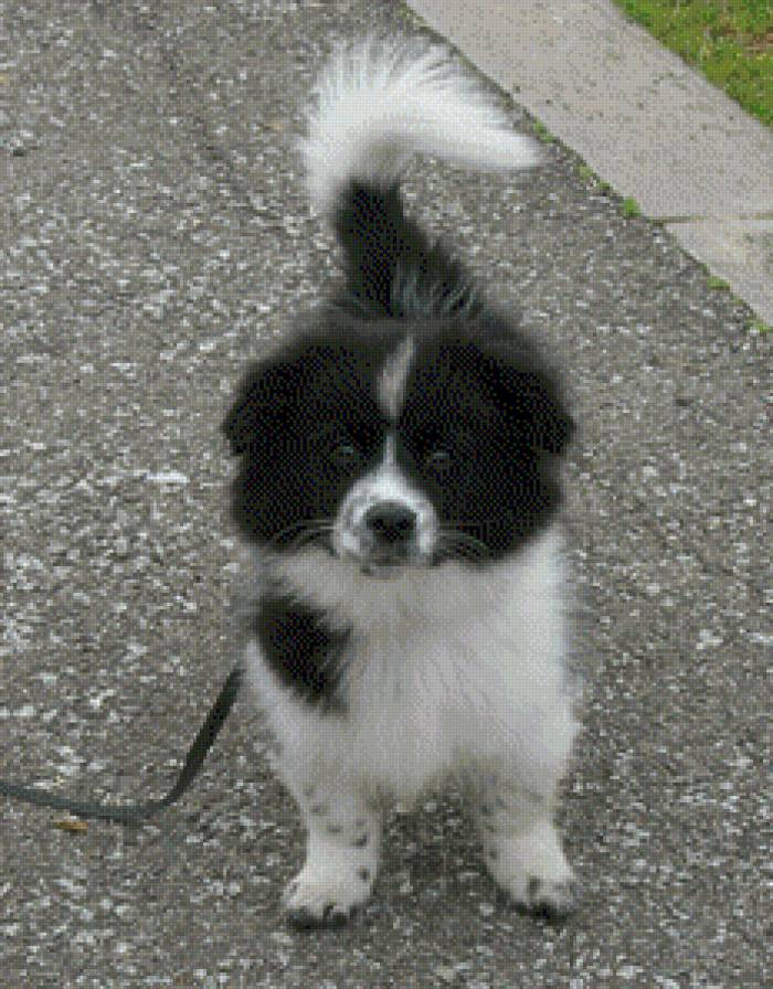 cuco - perro - предпросмотр