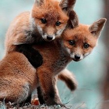 Схема вышивки «лисички»