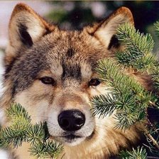 Схема вышивки «№603513»