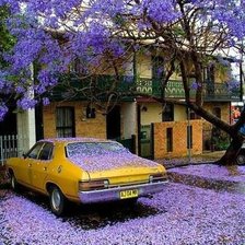 Глициниевый рай