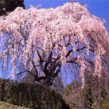 Схема вышивки «сакура2»