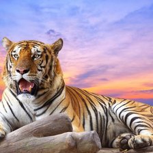 Схема вышивки «тигр»