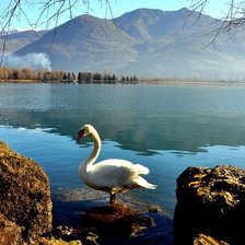 Схема вышивки «лебедь»