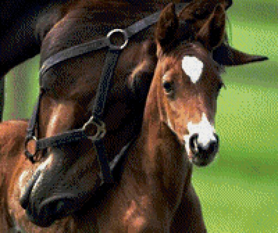 с мамой - лошади - предпросмотр