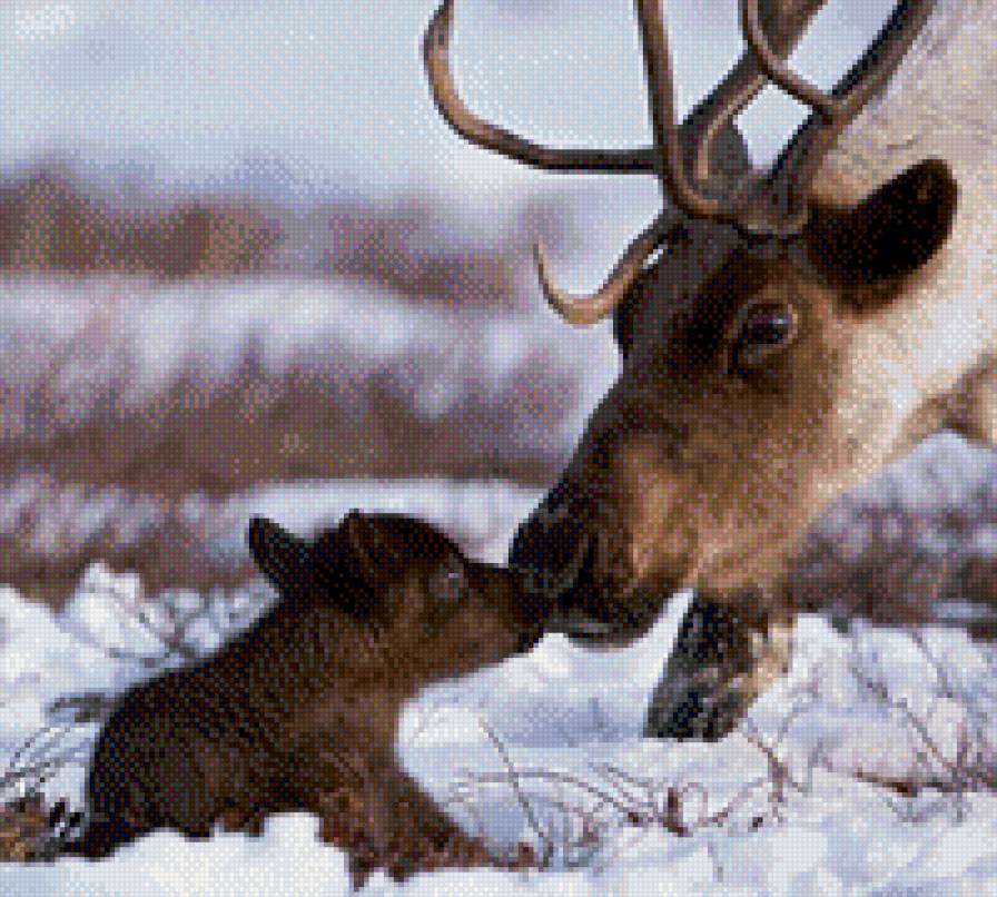 родился - животные - предпросмотр