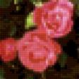Предпросмотр схемы вышивки «розы» (№603987)