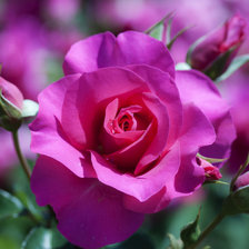 Схема вышивки «розы»